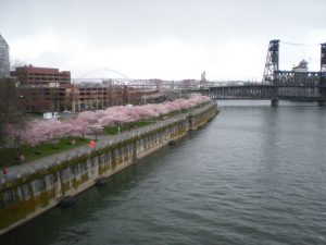 Waterfront Akebono cherries, March 2013.1